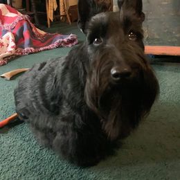 Scottish Terrier All Grown Up from Michi Ball