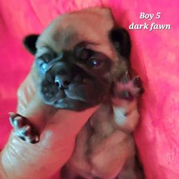 Boy 5 dark fawn - Fawn male Pug puppy in Phoenix, Arizona from Pug Place Phoenix