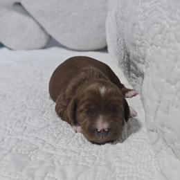 Augusta - Red  female Goldendoodle puppy in Floyd, Virginia from Hearts and Paws Poodles and Doodles