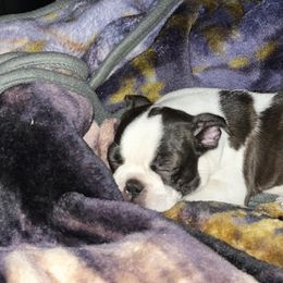 Boston Terriers from Sassifras Boston Terriers