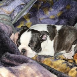 Boston Terriers from Sassifras Boston Terriers