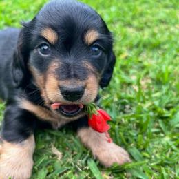 Clover - Black and tan male Dachshund puppy in Mabank, Texas from Lovin’ Li’s Furry Sausages