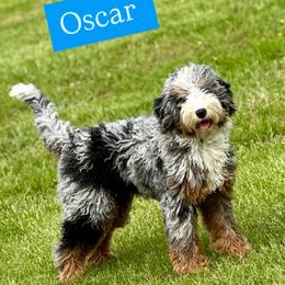 Oscar - Bernedoodle