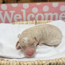 Boy 2 - Cream and white male Aussiedoodle puppy in Lavonia, Georgia from H & A Kennels