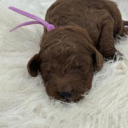 Dark Pink Girl - Red  female Goldendoodle puppy in Waskom, Texas from Pearls & Curls doodles & poodles