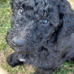 Goldendoodle Puppies from Bridger Peak Doodles