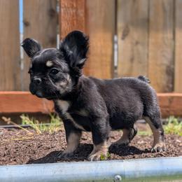 Presley - Black and tan male French Bulldog puppy in Battle Ground, Washington from Ferguson's Bulldogs