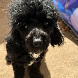 "mom Poppy" Poodle Puppies from Willow Lake Mini Pups