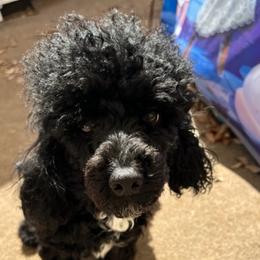 "mom Poppy" Poodle Puppies from Willow Lake Mini Pups