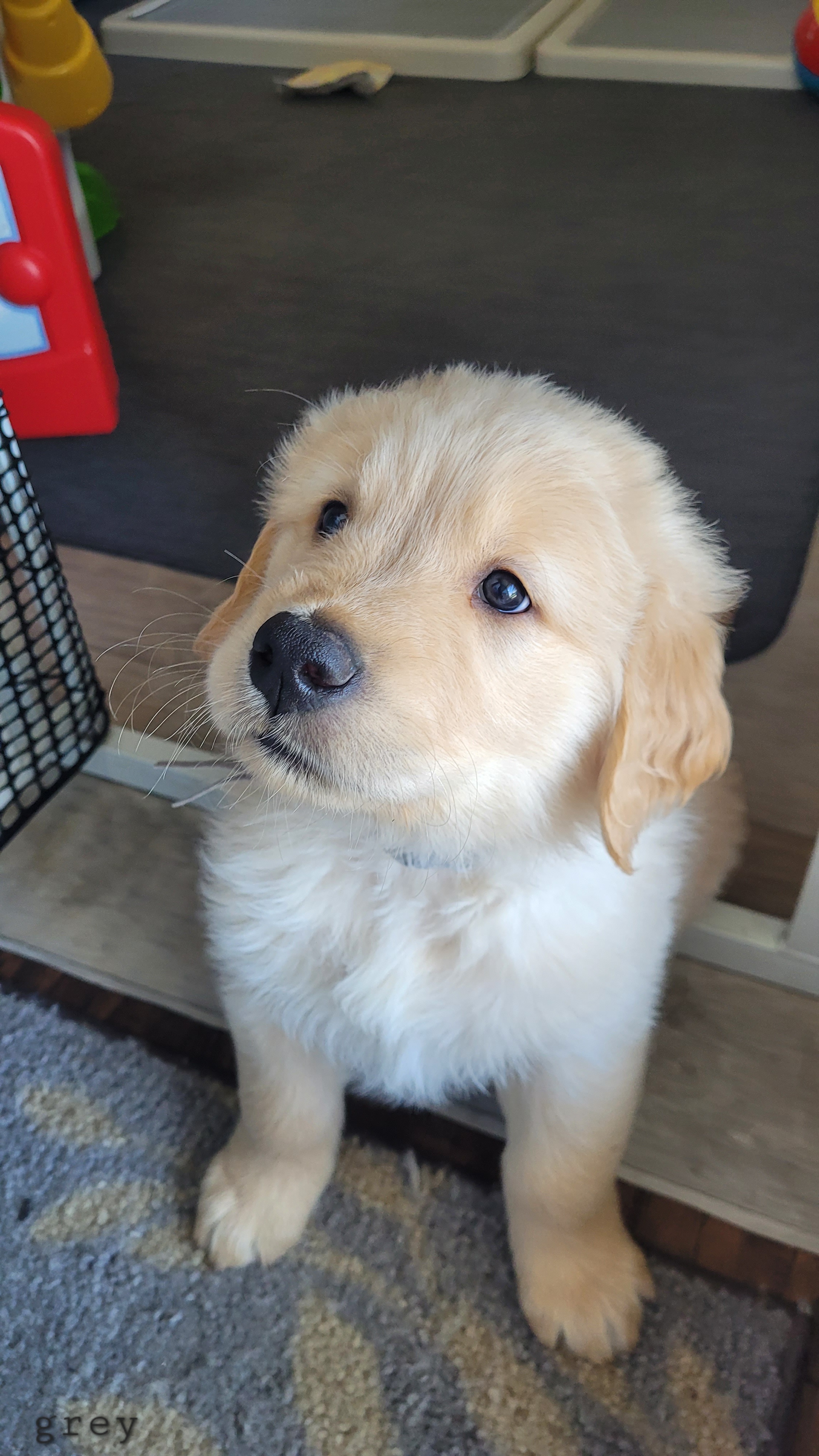 Golden Retriever Puppies from Middlecreek Goldens