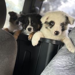 Miniature Australian Shepherd Puppies from Peace Creek Aussies