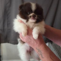 Bunny Girl 2 - Chocolate parti female Pomeranian puppy in Maplefalls, Washington from Snow peak poms