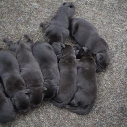 Grace - Chocolate female Labrador Retriever puppy in Camden, Indiana from Camden's Caring Canines