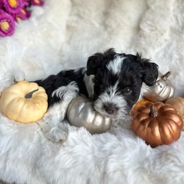 Reserved - Parti female Miniature Schnauzer puppy in Calera, Alabama from Tuck’s Farmstead