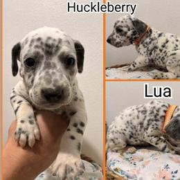 Huckleberry - White and black male Dalmatian puppy in Mesquite, Texas from Dallas Dalmatians