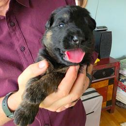 Bravo - Black and red male German Shepherd puppy in Columbus, Indiana from Stony Lonesome GSD