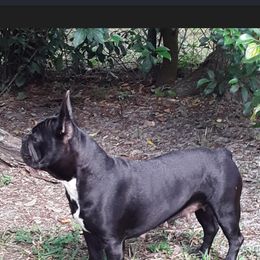 Scarlet - French Bulldog