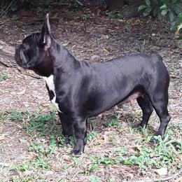 Scarlet - French Bulldog