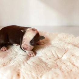 Bentley - Red tri-color male Australian Shepherd puppy in Statesville, North Carolina from Charming Australian Shepherds