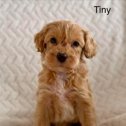 Tiny - Caramel male Australian Labradoodle puppy in Londonderry, New Hampshire from Granite State Labradoodles