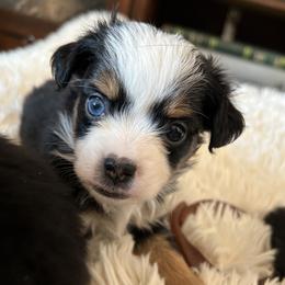 Daisey - Black tri female Miniature Australian Shepherd puppy in Osceola Mills, Pennsylvania from Grace River Aussies