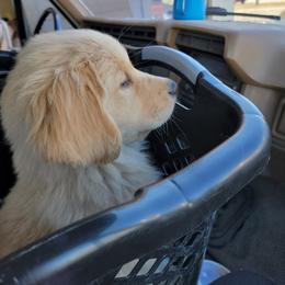 Golden Retriever Puppies from DoubleTake Goldens