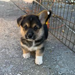 Wall-E - Black and tan male Pembroke Welsh Corgi puppy in Saint Johns, Florida from Colebrooke Farm
