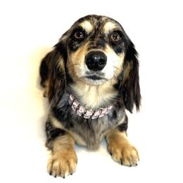 Lola - Dachshund