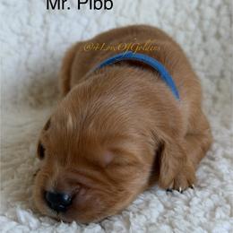 Mr Pibb - Dark golden male Golden Retriever puppy in La Verne, California from 4LoveofGoldens