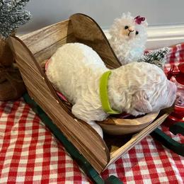 Goldendoodle Puppies from Hani's family