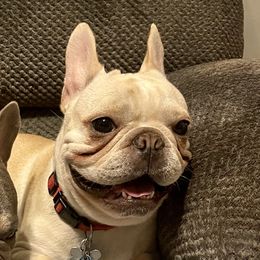 Cat  - French Bulldog