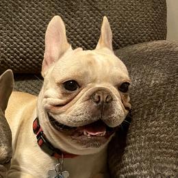 Cat  - French Bulldog
