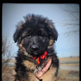 Brand - Black and tan male German Shepherd puppy in Fort Jennings, Ohio from Von Holtzapple German shepherds
