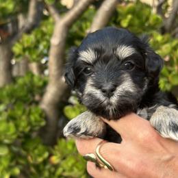 Bruce - Black and tan Havanese puppy in Redondo Beach, California from Harris Havanese