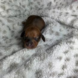 Brandon - Sable male Dachshund puppy in Lake City, Florida from My Ditzy Doxies of Florida