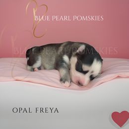 Pomsky Puppies from Blue Pearl Pomskies