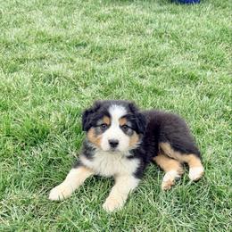 Mayo (Purple collar) - Black tri-color male Australian Shepherd puppy in Ashland, Ohio from SS Australian Shepherds