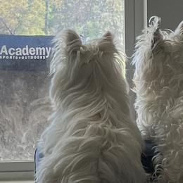 West Highland White Terriers from Red Rock Farms