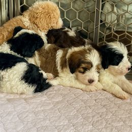 Bernedoodle puppies from Starry-Eyed Mini Aussies with Tails