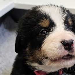 Bernese Mountain Dogs from Jill Stahl Tyler
