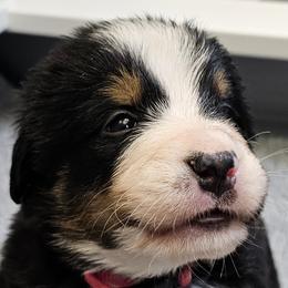 Bernese Mountain Dogs from Jill Stahl Tyler
