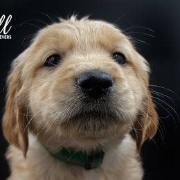 Golden Retriever Puppies from Stormy Hill Golden Retrievers