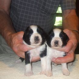 Tibetan Terrier Puppies from Arkeden Tibetan Terriers