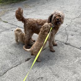 Goldendoodle Puppies from Coal Country Doodles