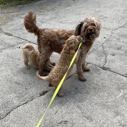 Goldendoodle Puppies from Coal Country Doodles