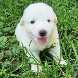 OFA Health Tested PURPLE - White female Great Pyrenees puppy in Lynchburg, Tennessee from Flashlight Farmers AKC Great Pyrenees