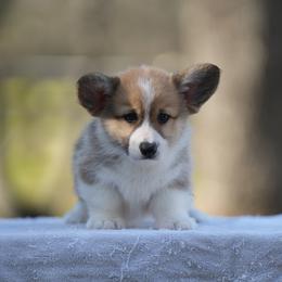 Atlas - Red male Pembroke Welsh Corgi puppy in Terrell, Texas from Lily's Pembroke Welsh Corgis