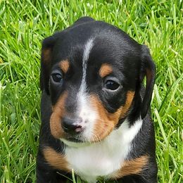 Dachshunds from Nearhood's Mini Dachshunds