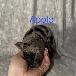 Apple - Merle male Goldendoodle puppy in Richmond, Texas from Harper’s Heartbeats