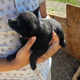 Falling star - Black female Schipperke puppy in Randsburg, California from Schipperke Ranch